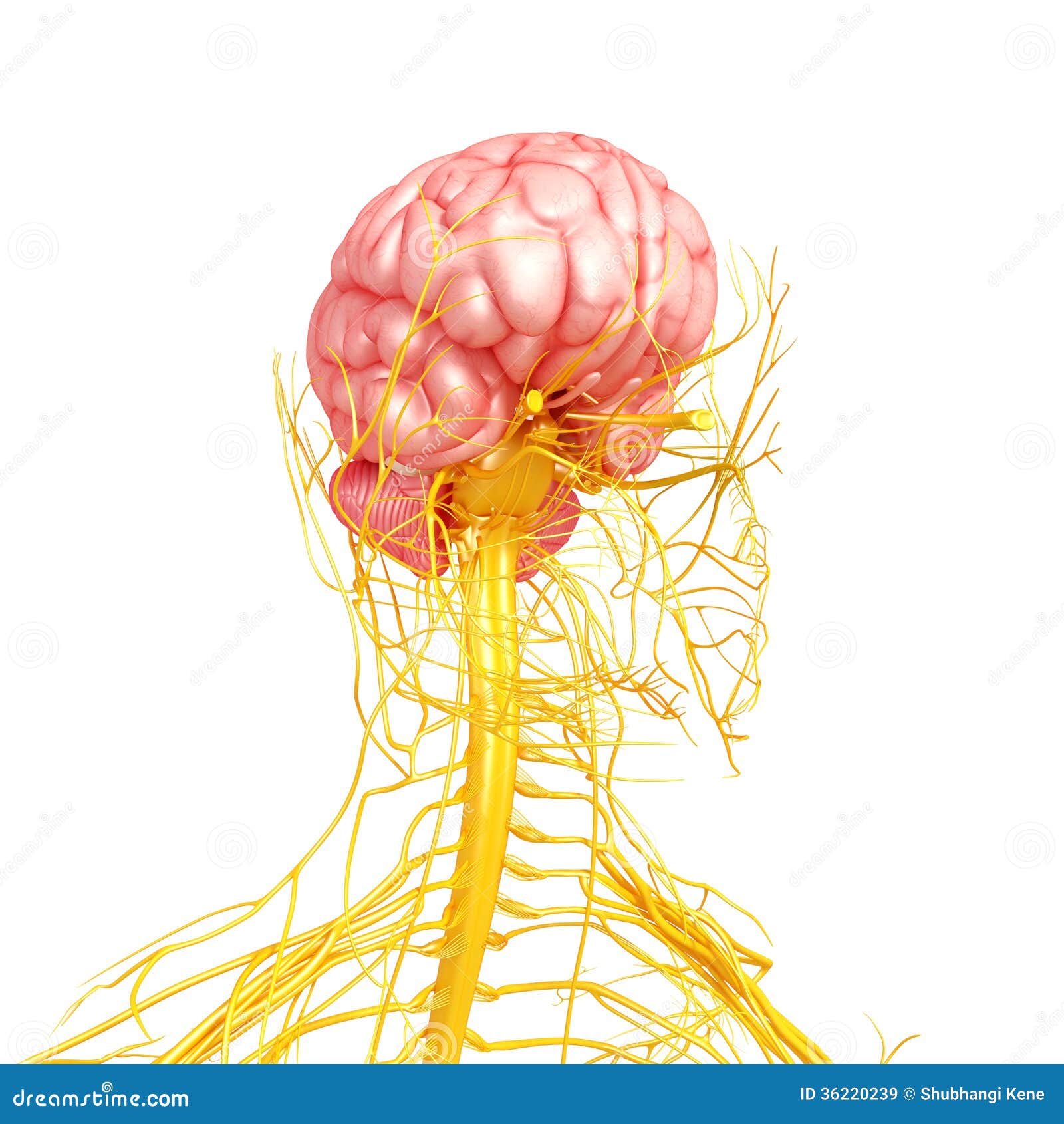 Nervous System Of Human Front Side View Stock Illustration - Image