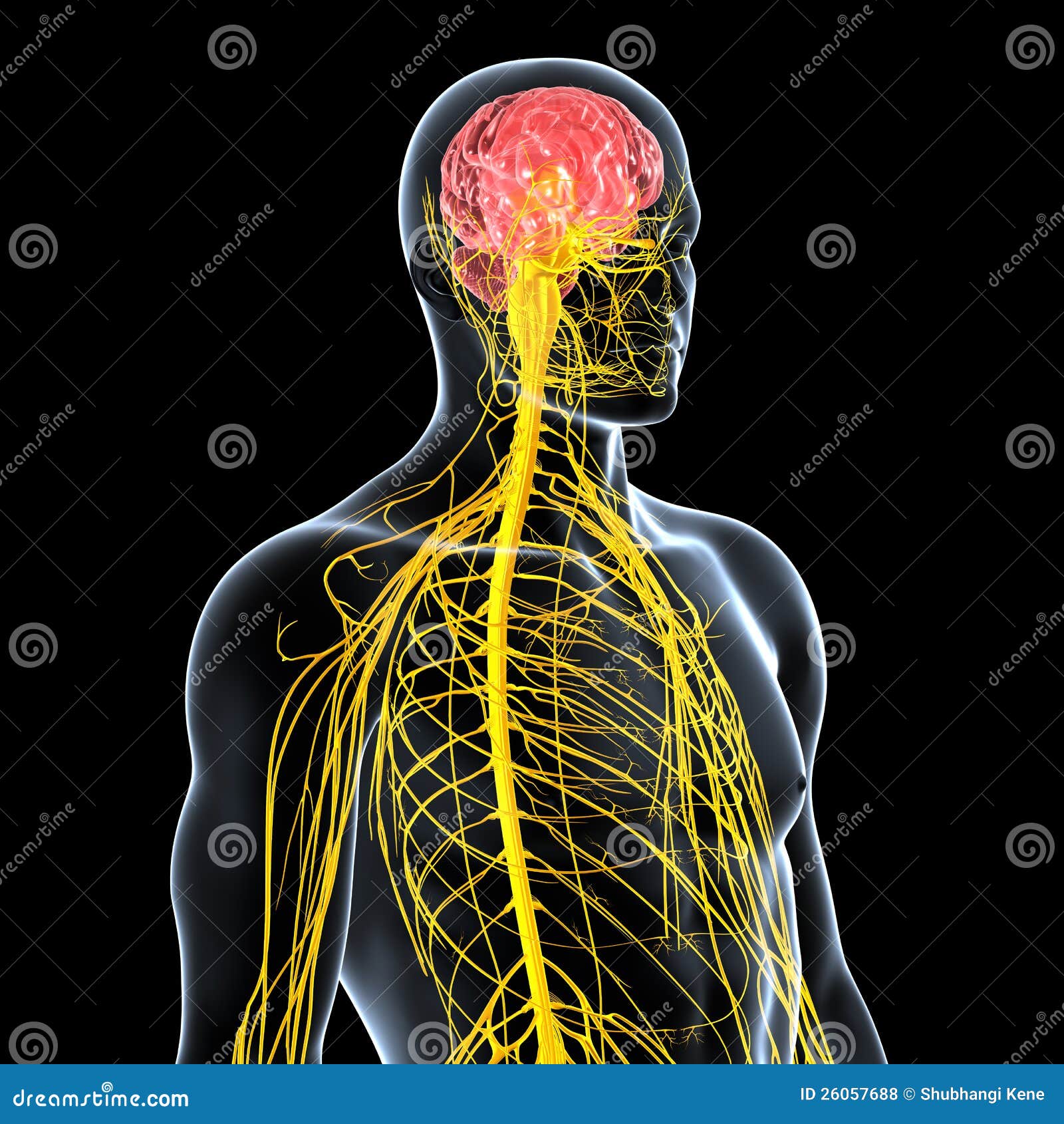 Nervous System Of Male Front Side View Royalty Free Stock Photos