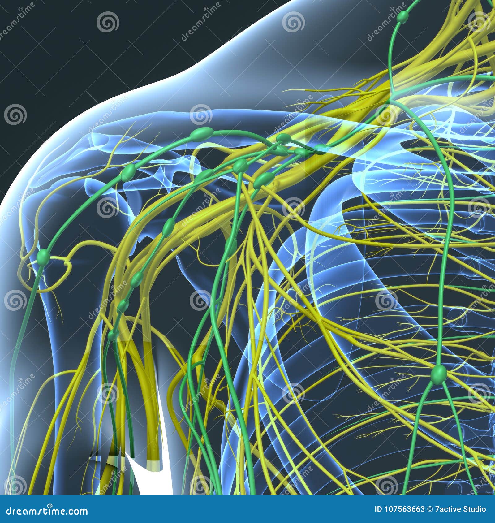 Nerves And Lymph Nodes At Shoulder Blade Stock Image Cartoondealer