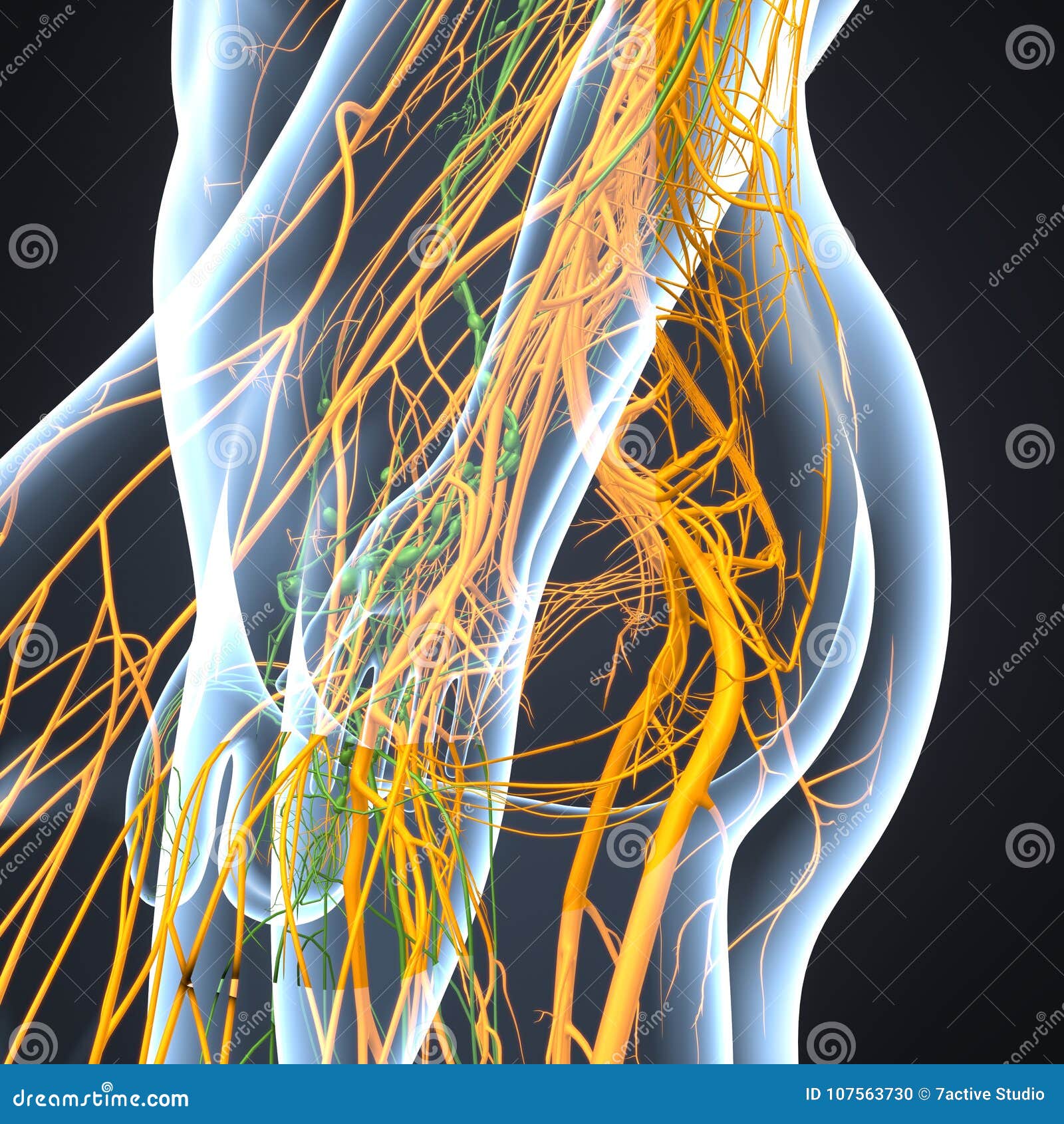 nerves and lymph nodes around hip lateral view