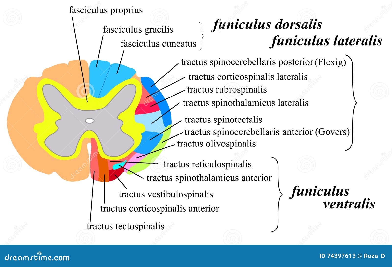 Nervous System: The Spinal Cord White Matter Cartoon Vector