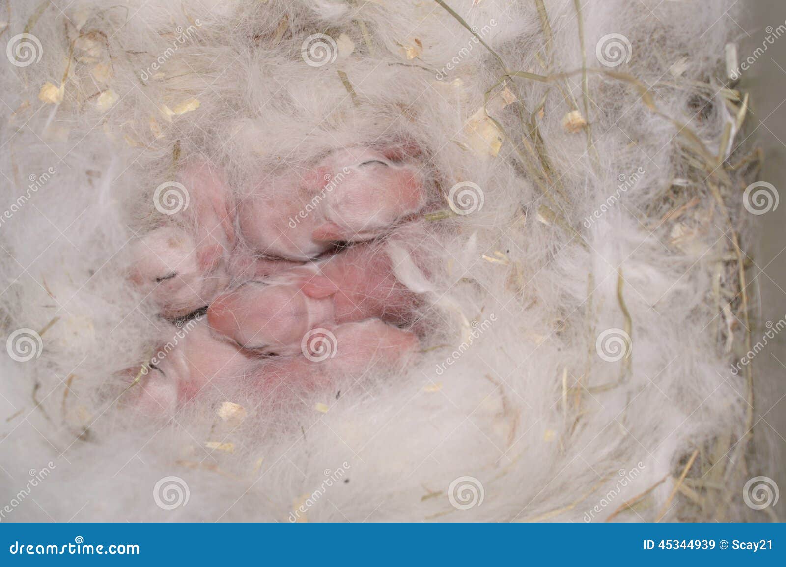 dwarf hotot baby