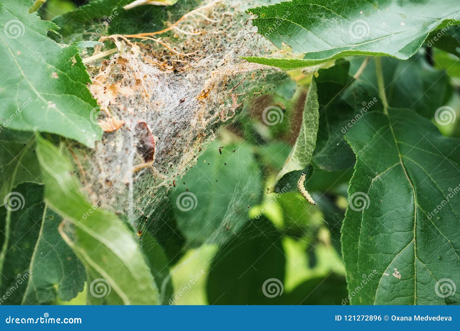 A Nest of Caterpillars of the Codling Moth Stock Photo Image of