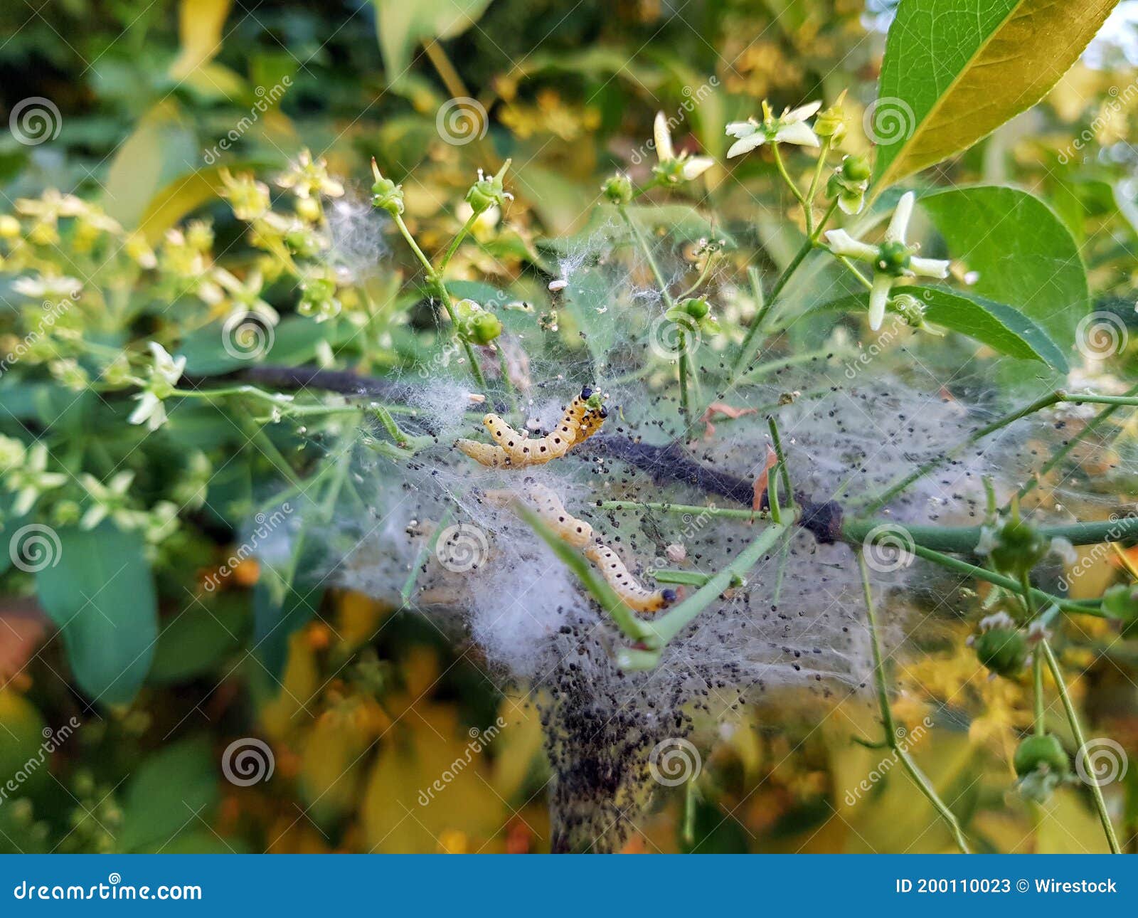 Nest of Caterpillars on a Tree Branch Stock Image Image of leaf