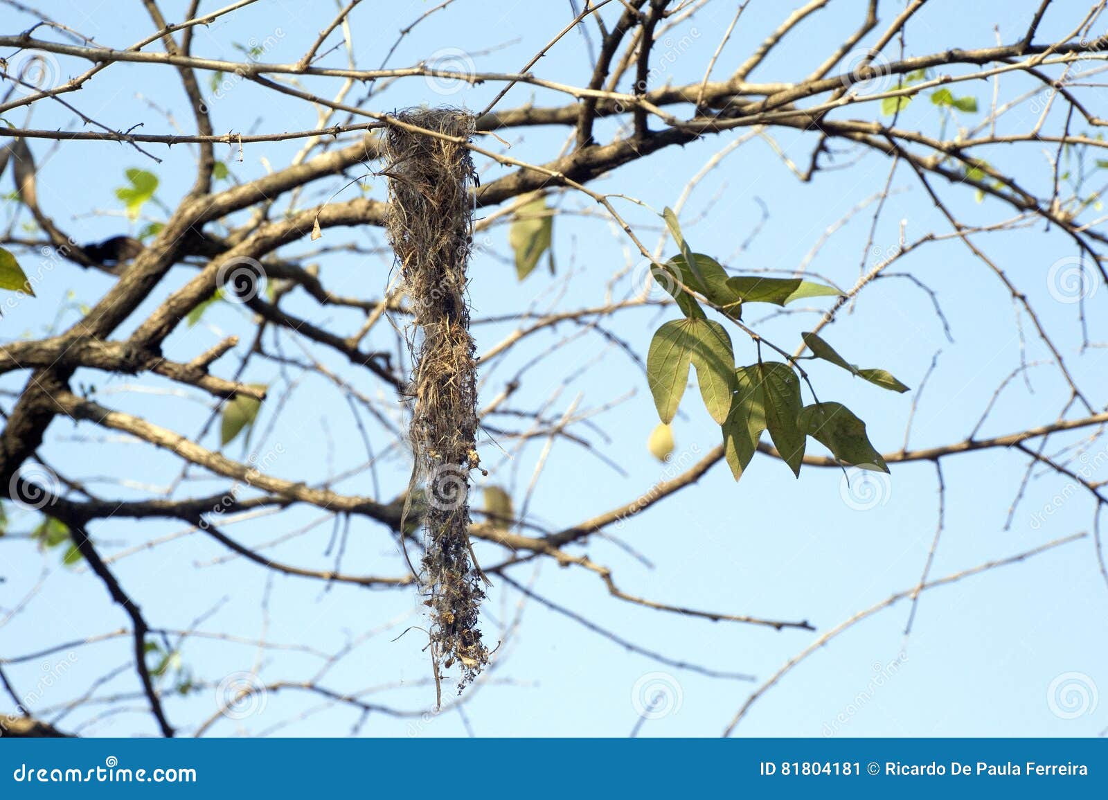 nest of common tody-flycatcher