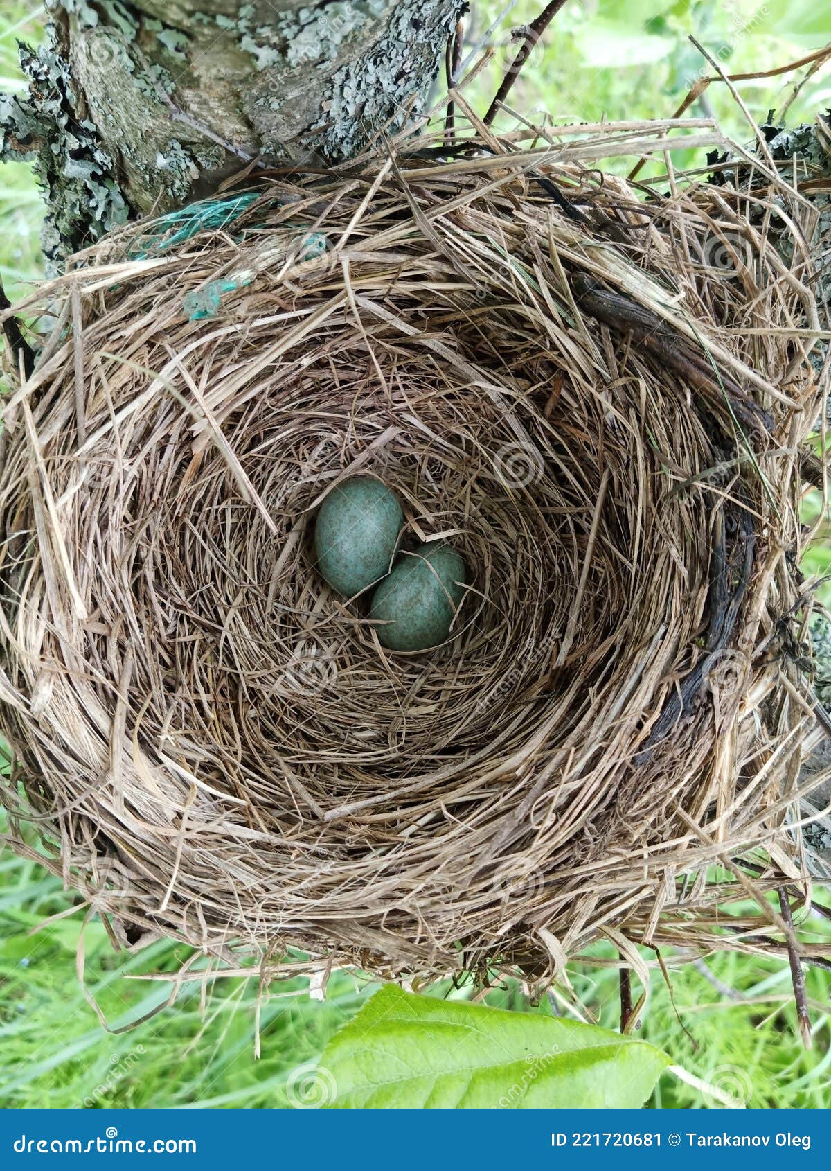 The Nest Contains Two Dark Green Bird Eggs Stock Image Image of