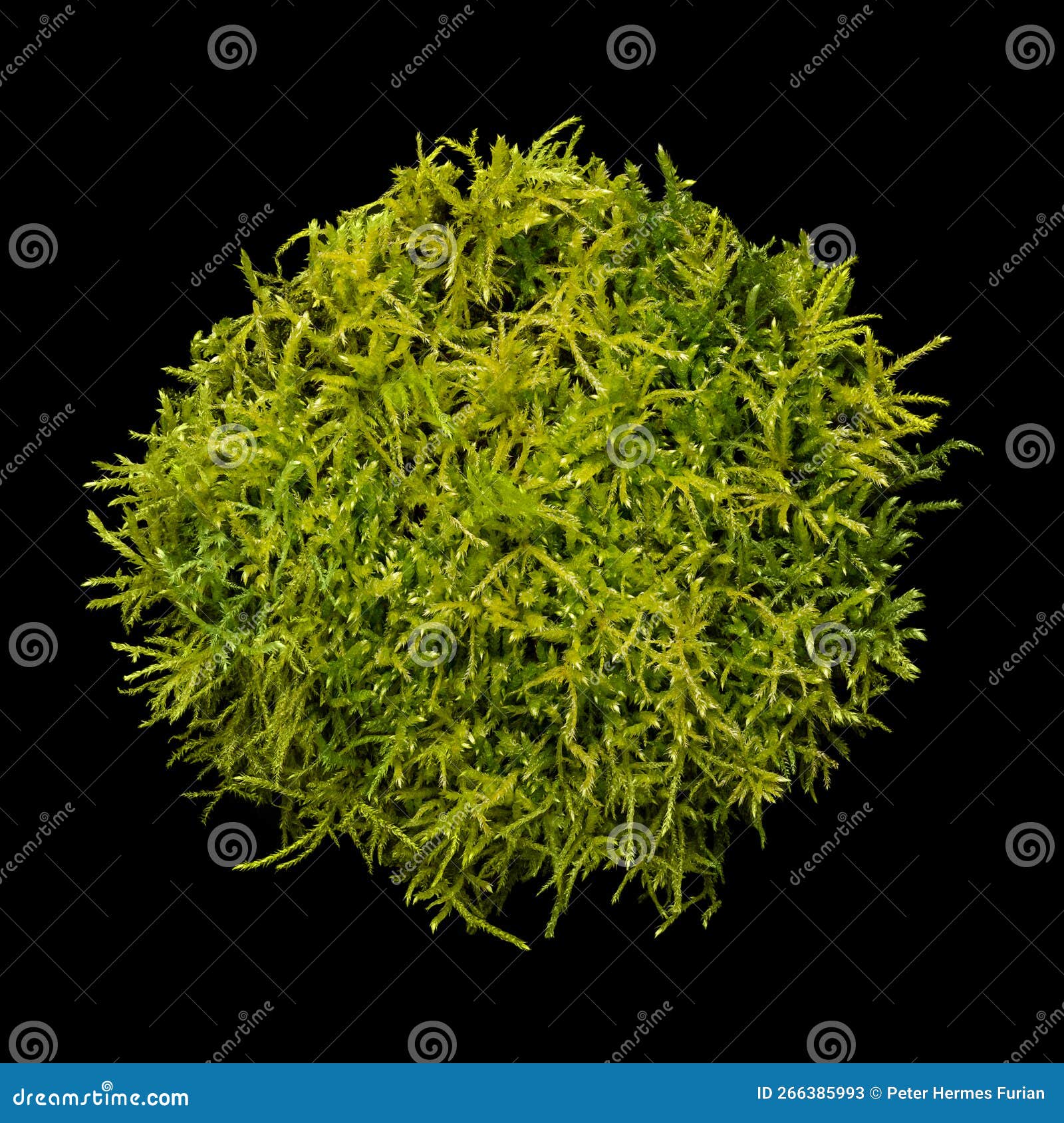 Nest of Fresh Moss, Traditional Easter Nest and Place To Hide