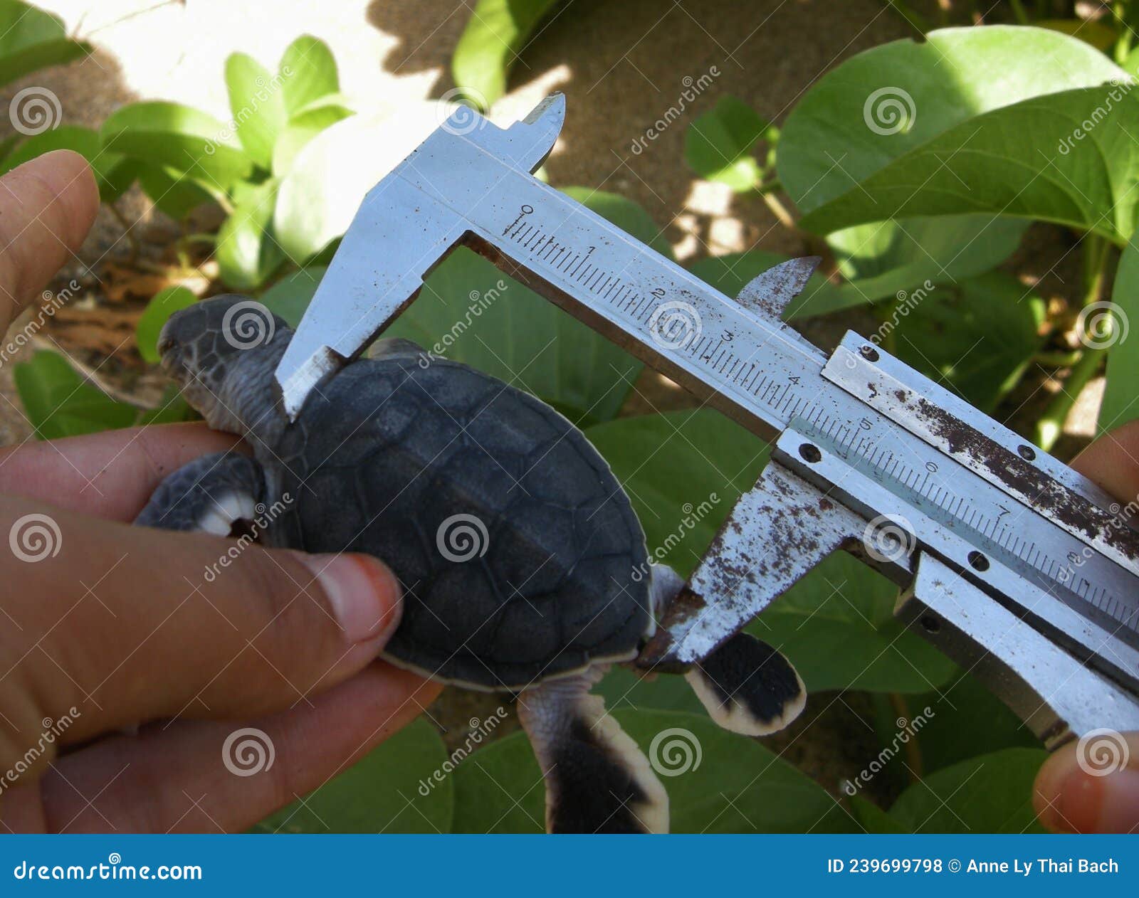 length measurement to monitor hatchling baby green turtle chelonia mydas on a beach