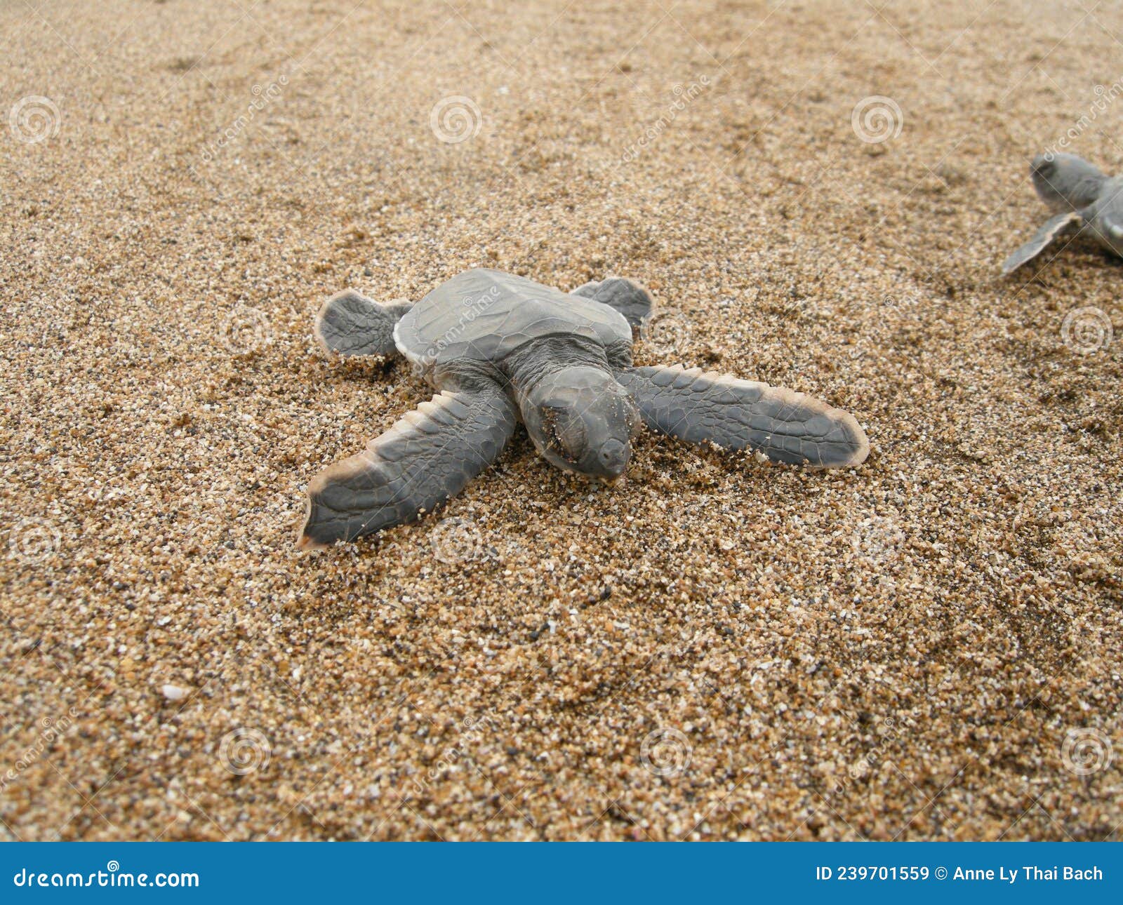hatchling baby green turtle chelonia mydas on a beach
