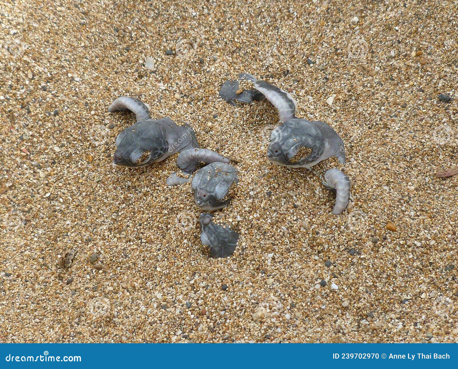 hatchling baby green turtle chelonia mydas on a beach