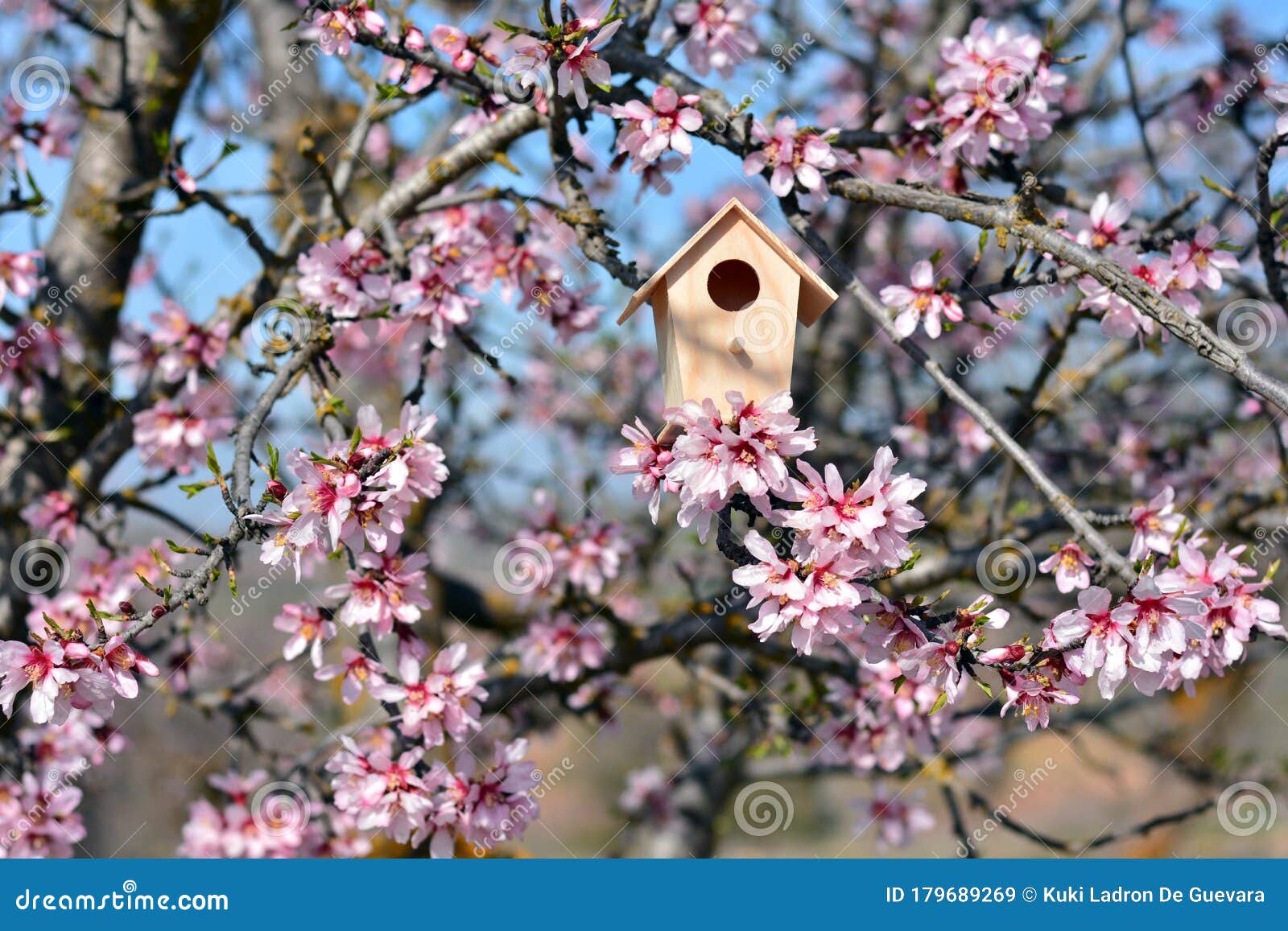 nest house, in a tree full of almond blossoms