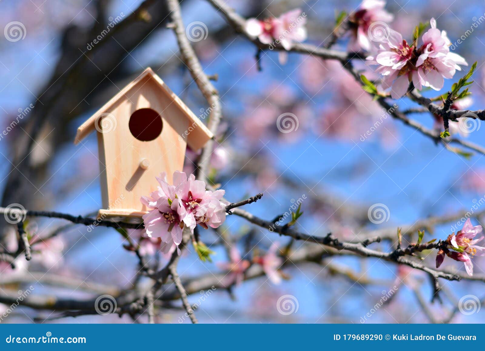 nest house, in a tree full of almond blossoms