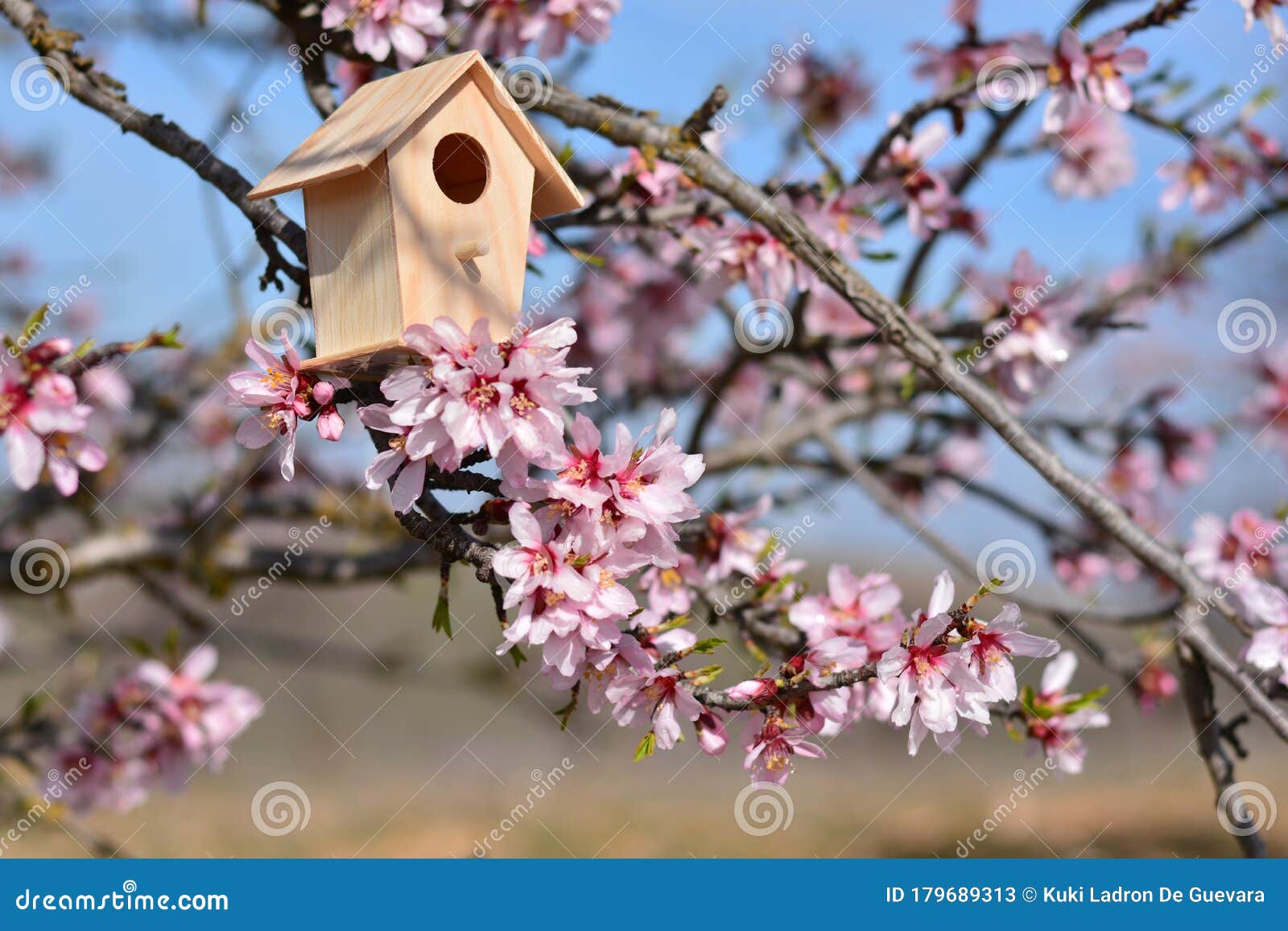 nest house, in a tree full of almond blossoms