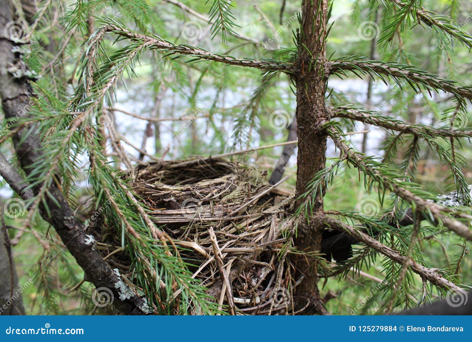 Nest Made by a Bird in the Forest from Branches. Stock Photo - Image of