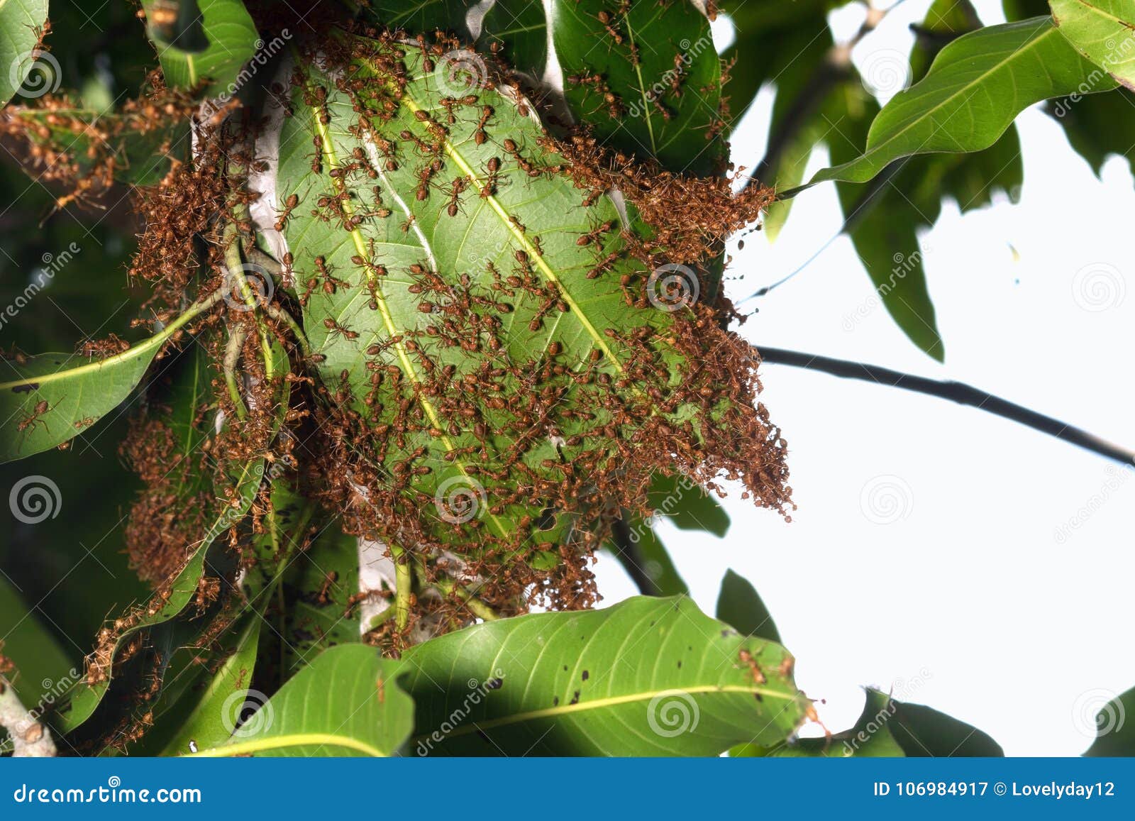 red ants nest