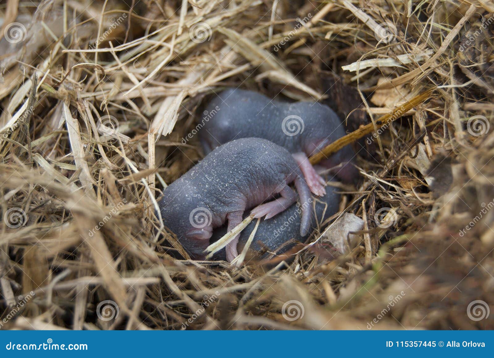 nest of rodent water curative neomys fodiens