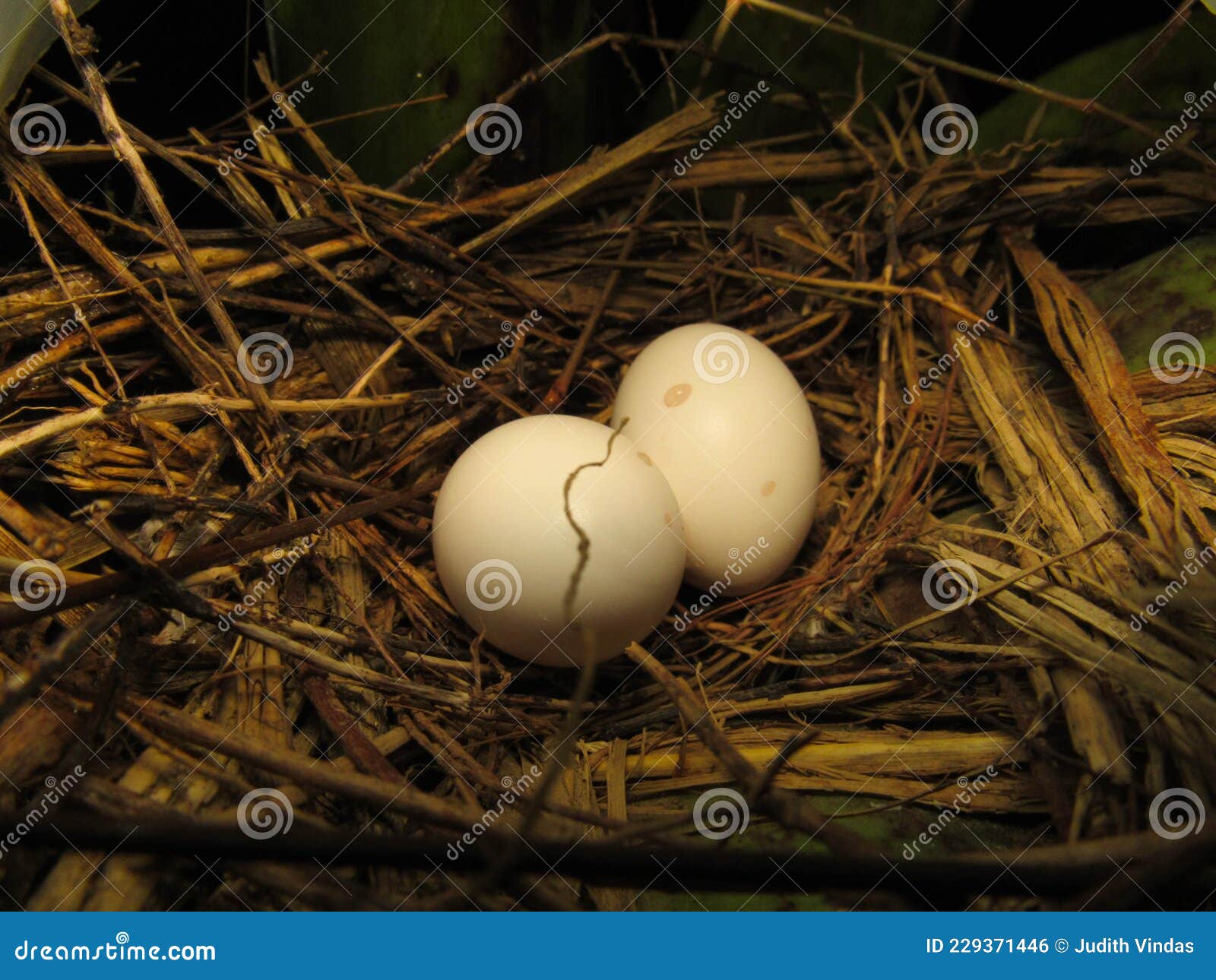 nest of the ruddy ground dove (columbina talpacoti)