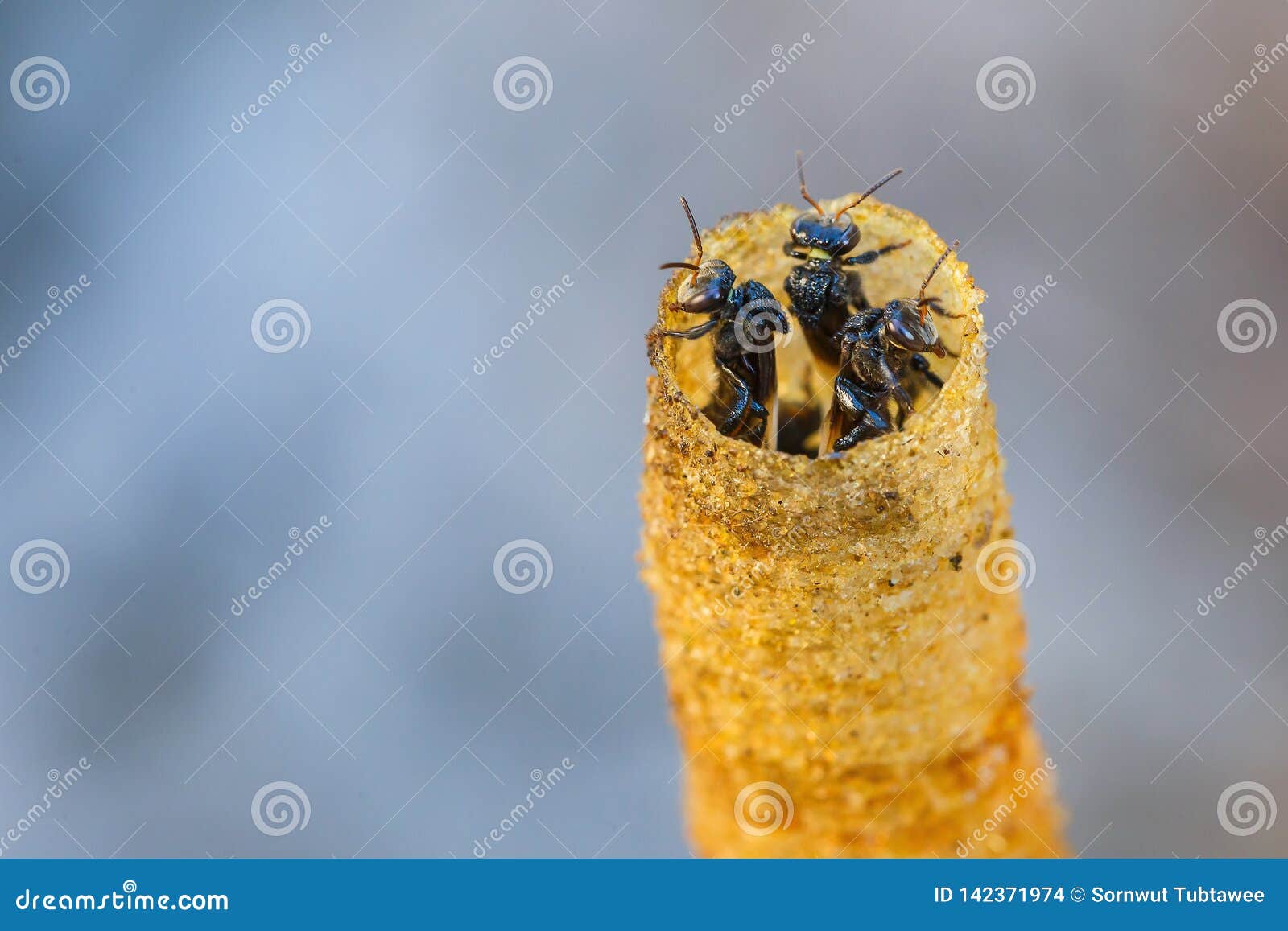 Call to honey
