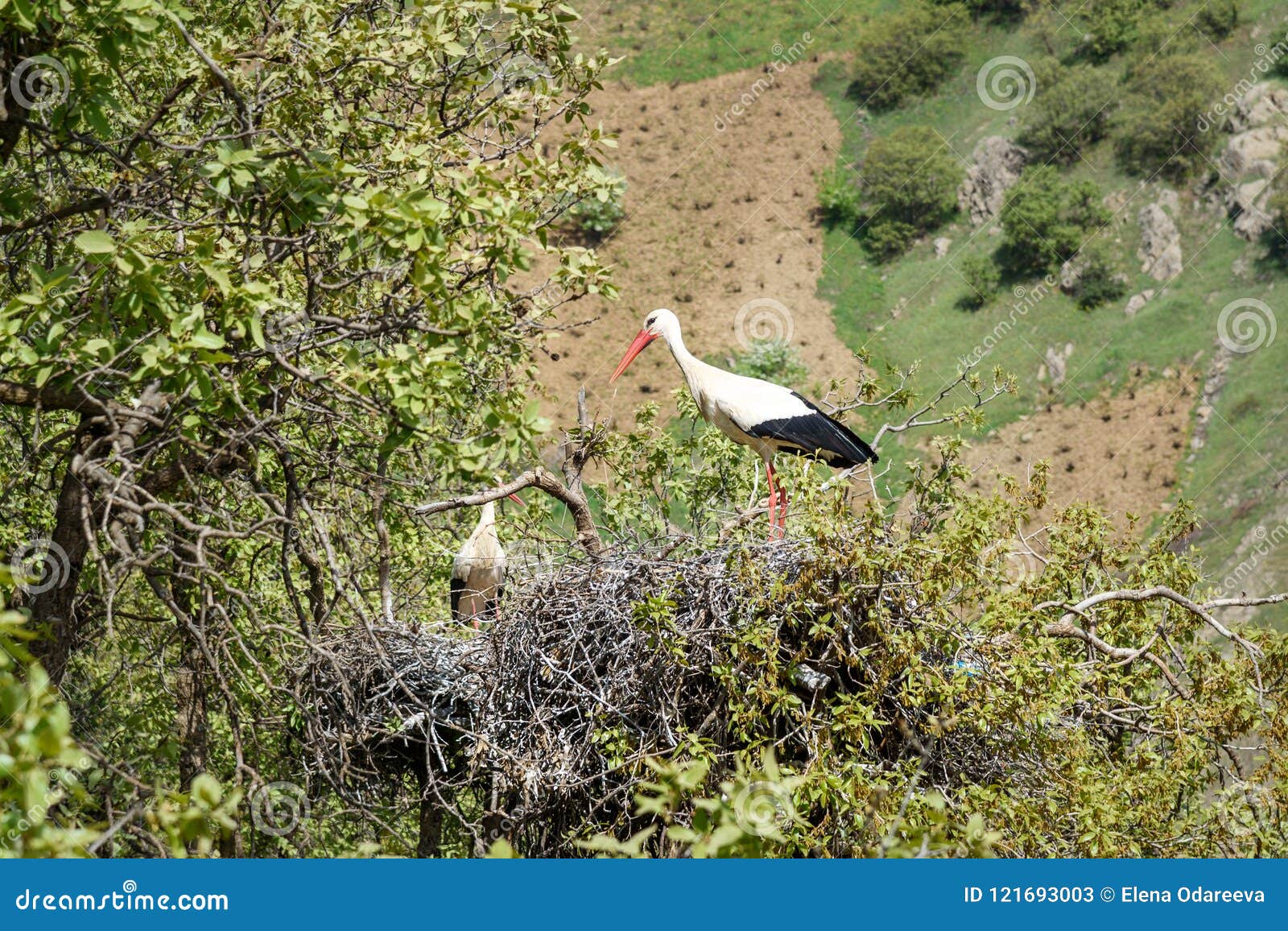 nest of storks in darreh tafi village near zarivar lake, marivan, iran