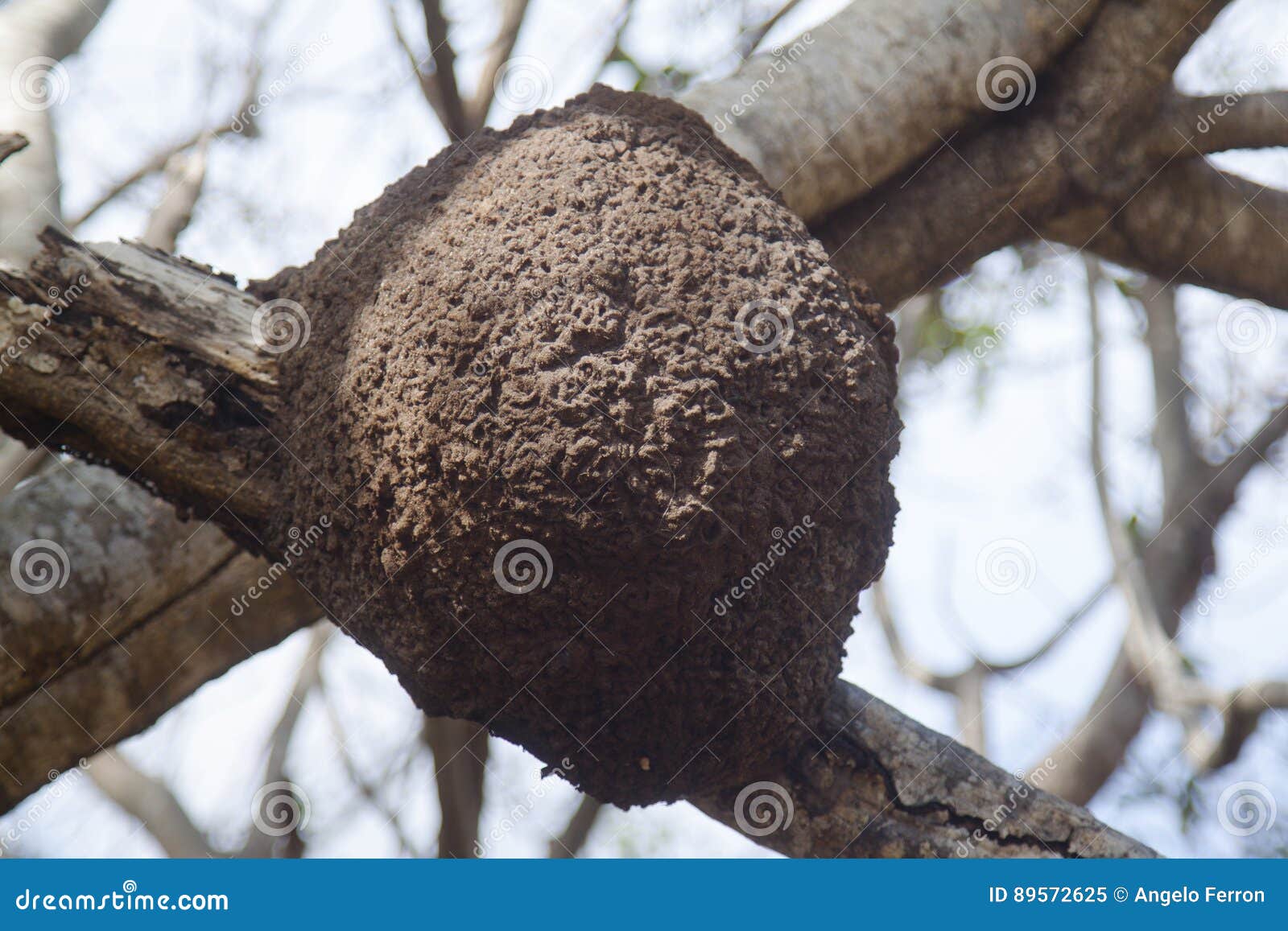 Nest of termites on tree stock image. Image of nesting 89572625
