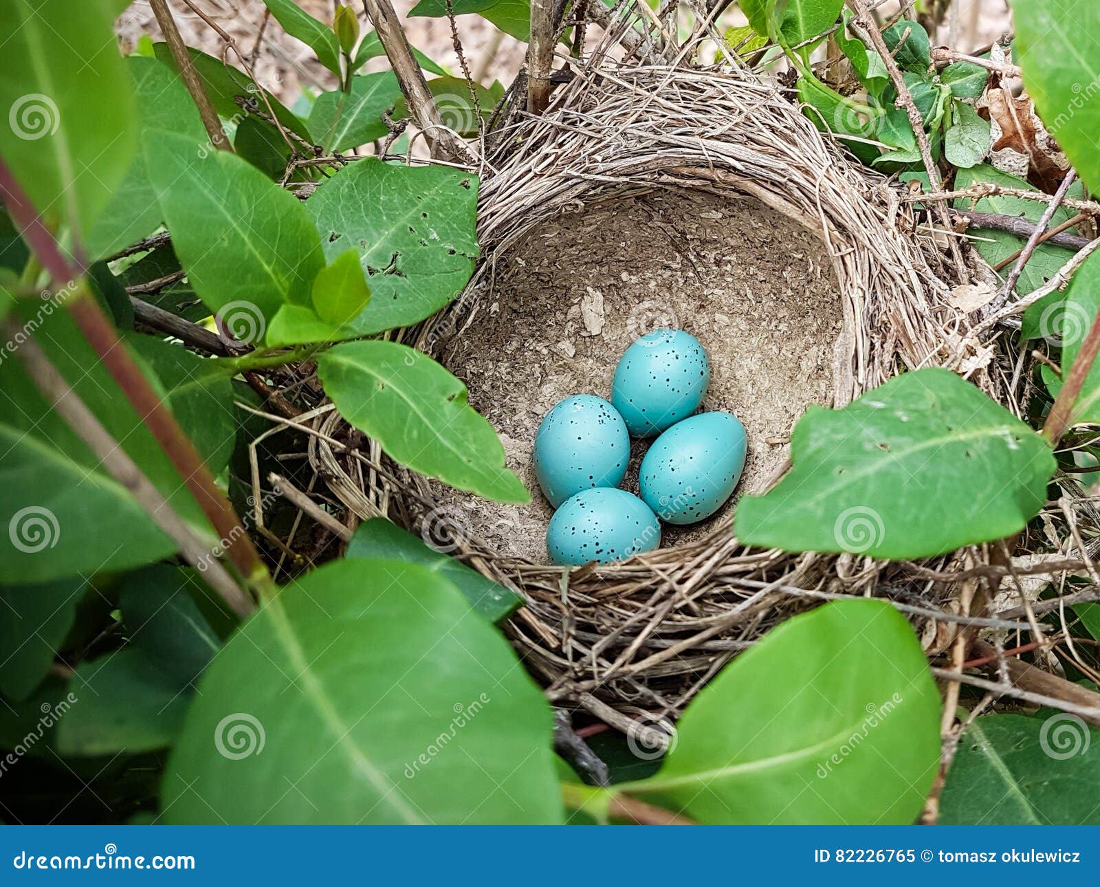 gebouw Tol Betrokken Nest Van Vogel Met Vijf Blauwe Eieren Stock Afbeelding - Image of blauw,  lijster: 82226765