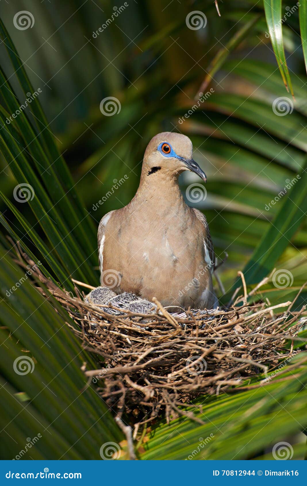 Nest of white wing dove stock photo. Image of wild, gray 70812944