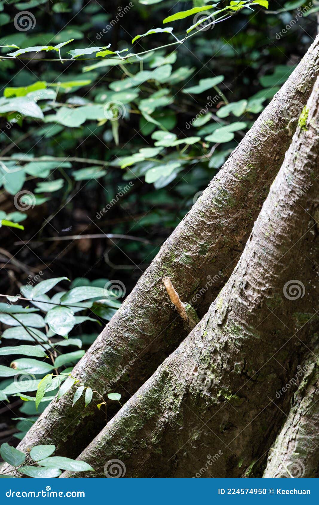 nest of wild stingless honey bee named kelulut on tree trunk at taman negara national park, malaysia