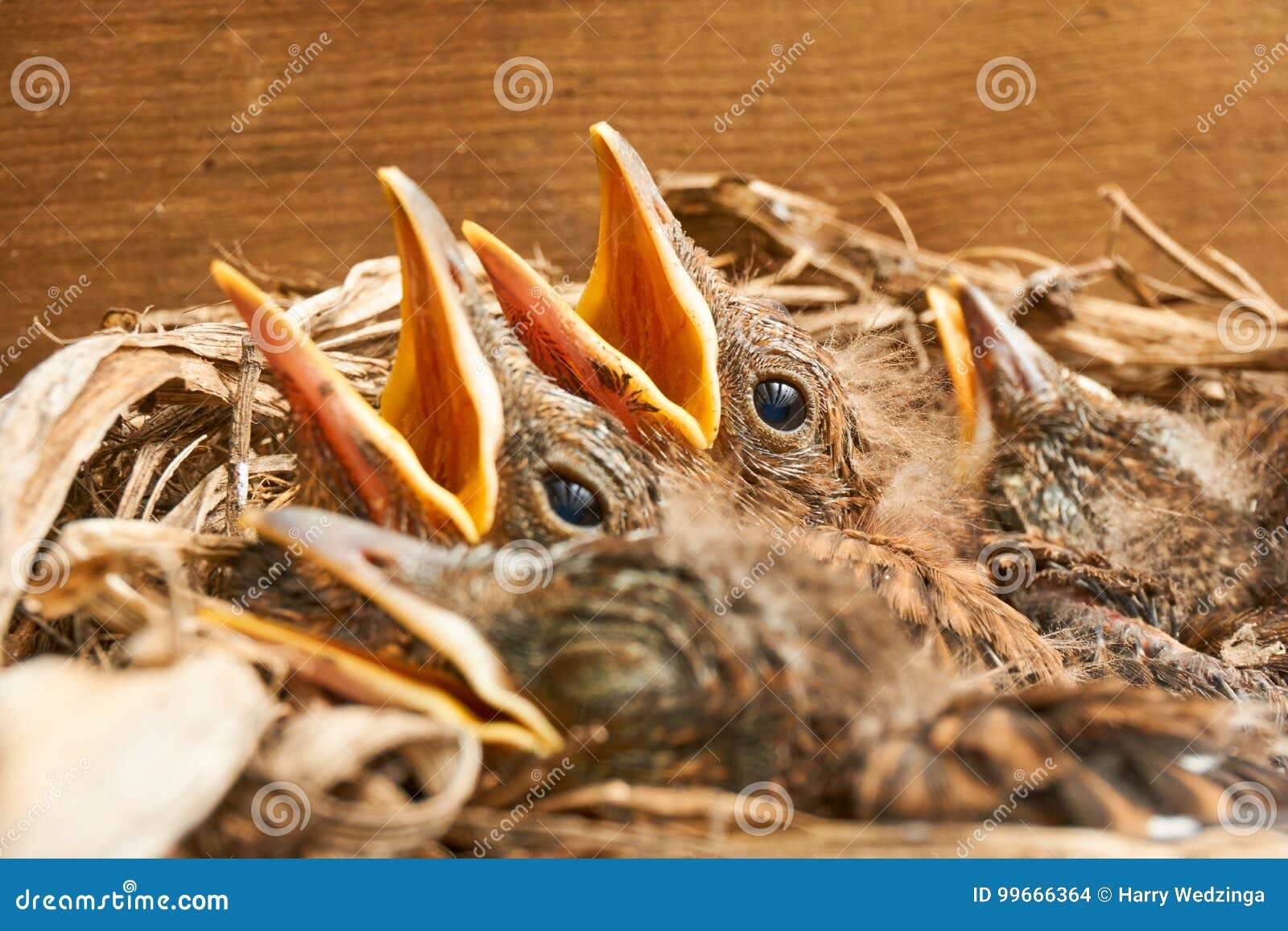 Nest with Young Blackbirds. Stock Photo - Image of life, animal: 99666364