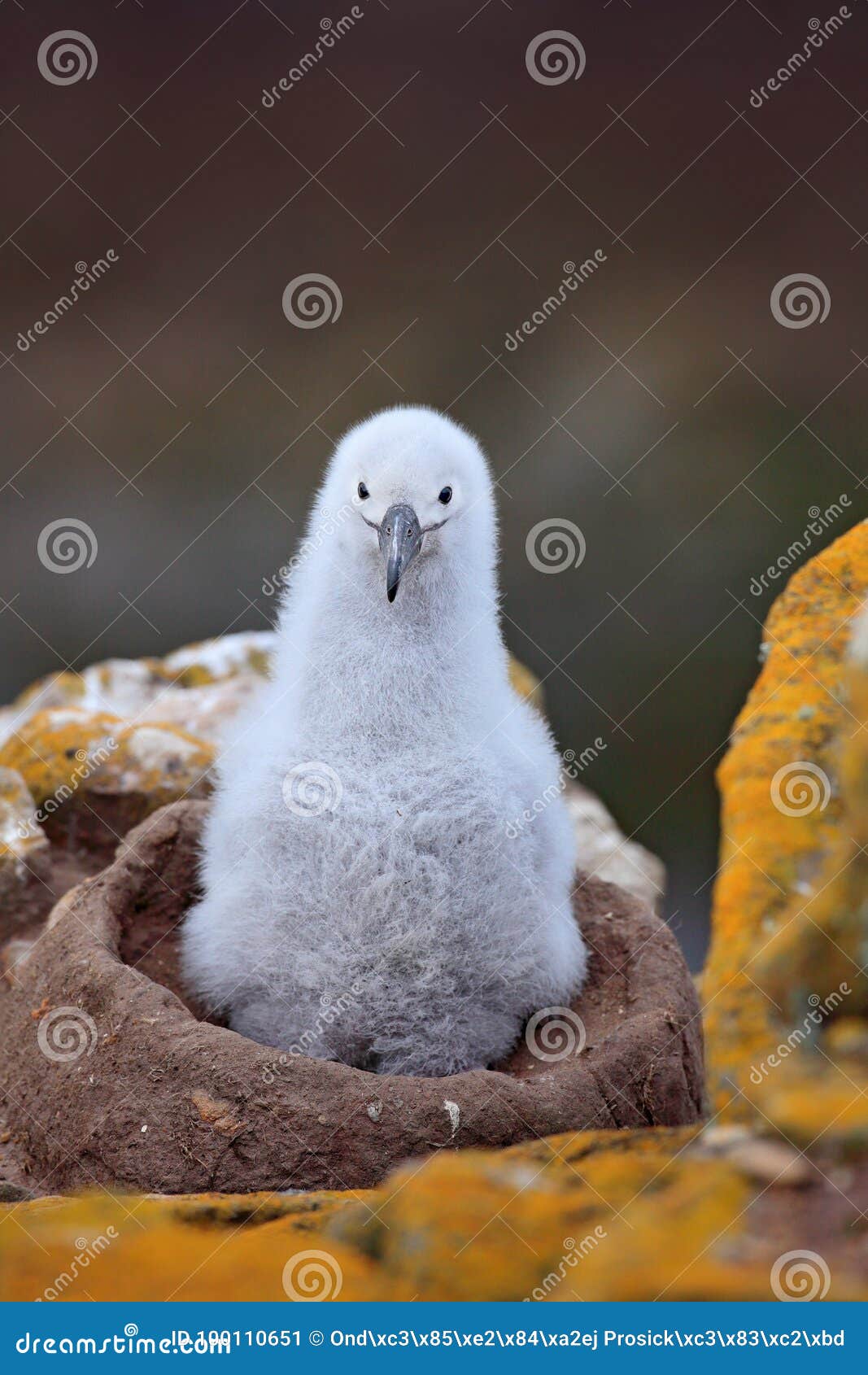 nesting behaviour. small albatross in nest. cute baby of black-browed albatross, thalassarche melanophris, sitting on clay nest on
