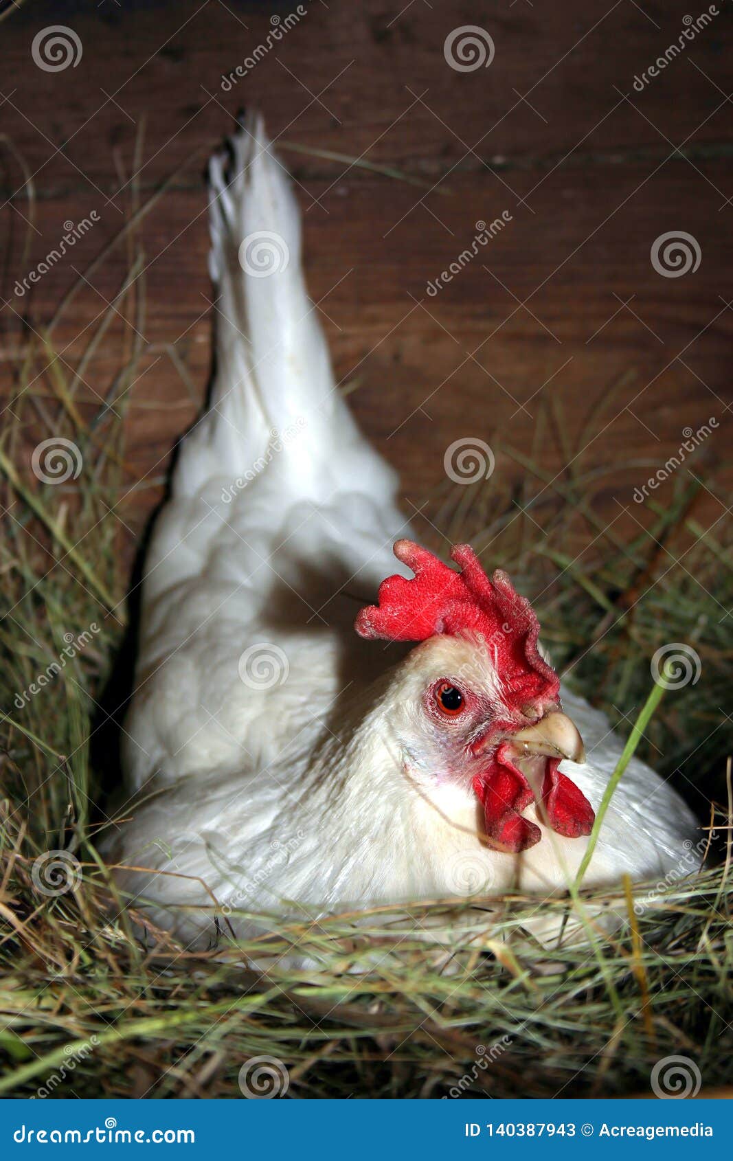 Nesting Chicken Guarding Her Eggs Stock Image Image of leghorn