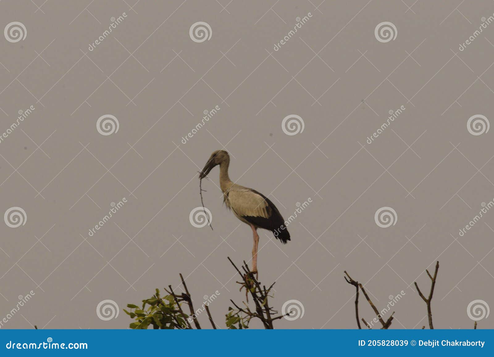 nesting open billed stork at bhitarkanika national park