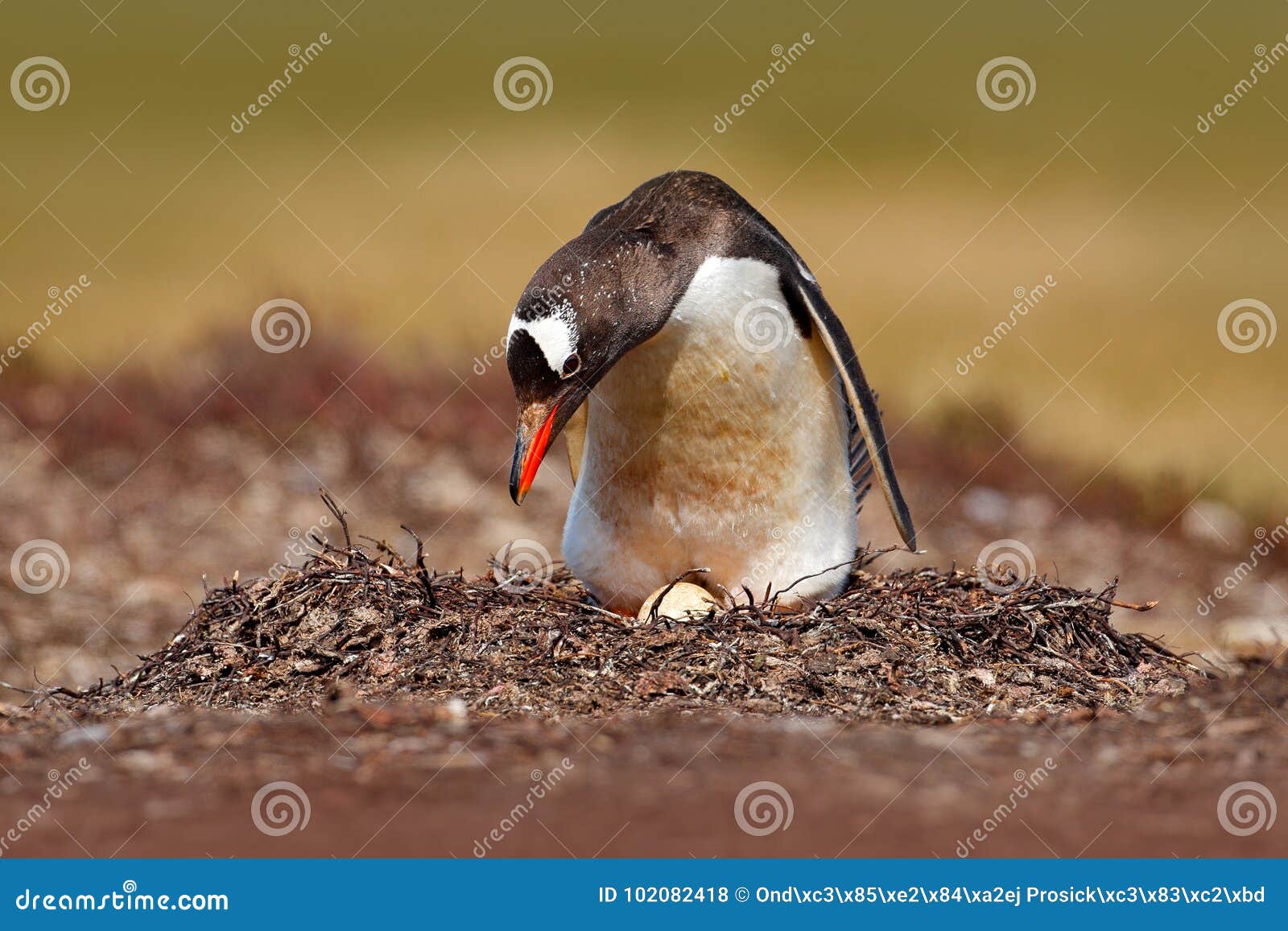 nesting penguin on the meadow. gentoo penguin in the nest wit two eggs, falkland islands. animal behaviour, bird in the nest with