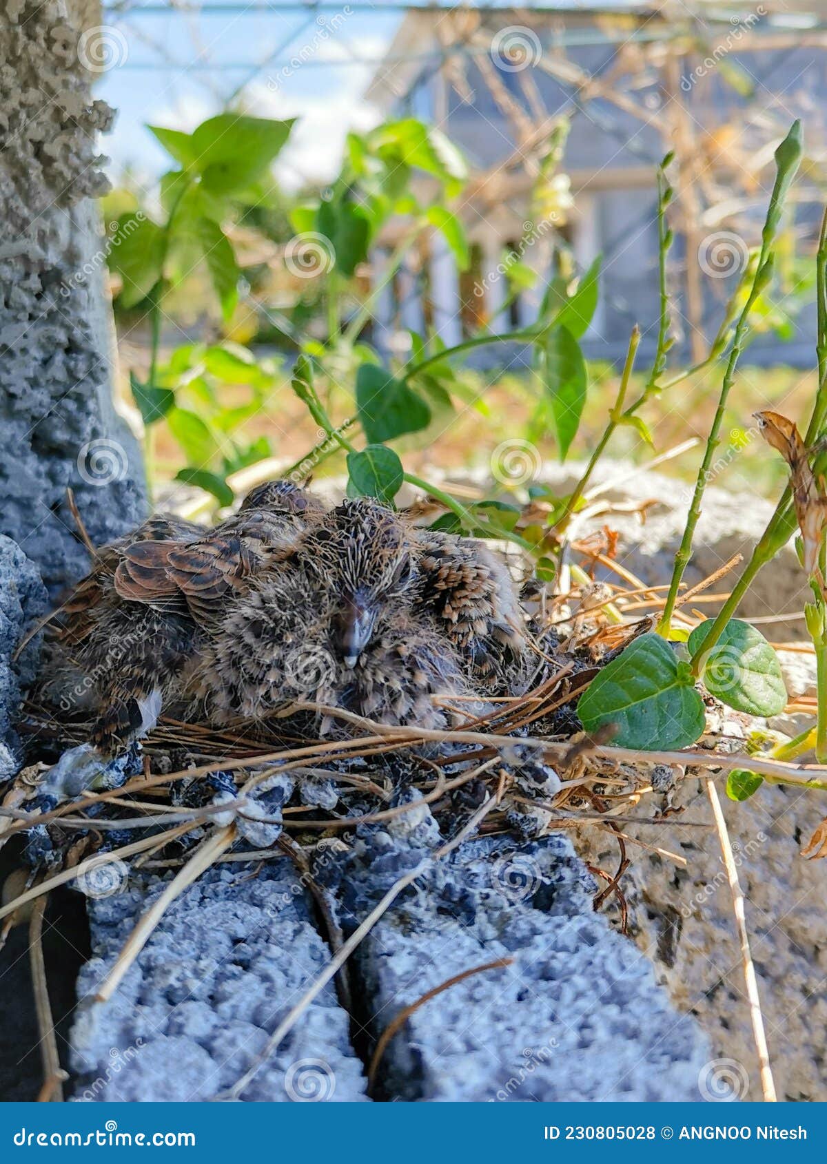Nestling Bird Sleeping Peacefully Stock Photo Image of sleeping, bird
