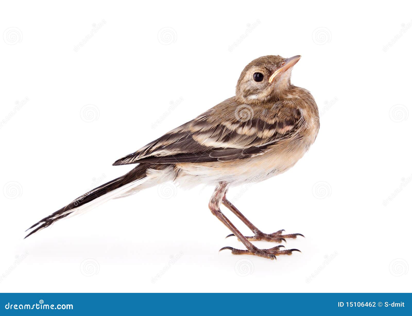 A beautiful vertical shot of wagtail bird reflecting in the water Stock  Photo - Alamy