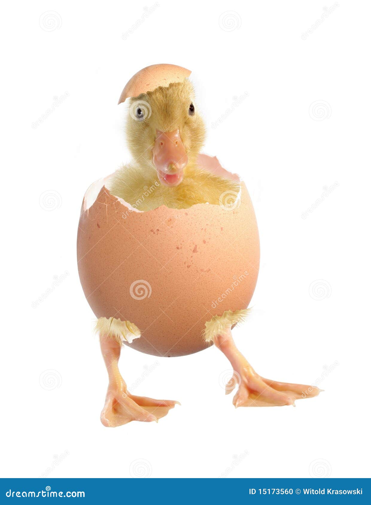 The Nestling the Duck and Shell of Egg Stock Photo Image of duckling
