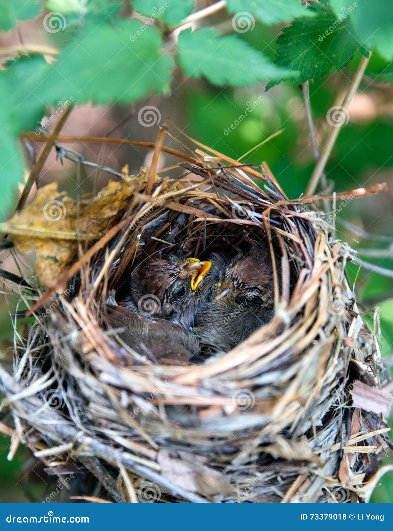 Nestling stock photo. Image of feather, natural, mother 73379018