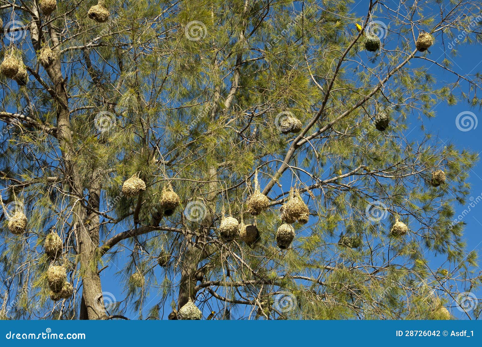 nests of the cape weaver birds