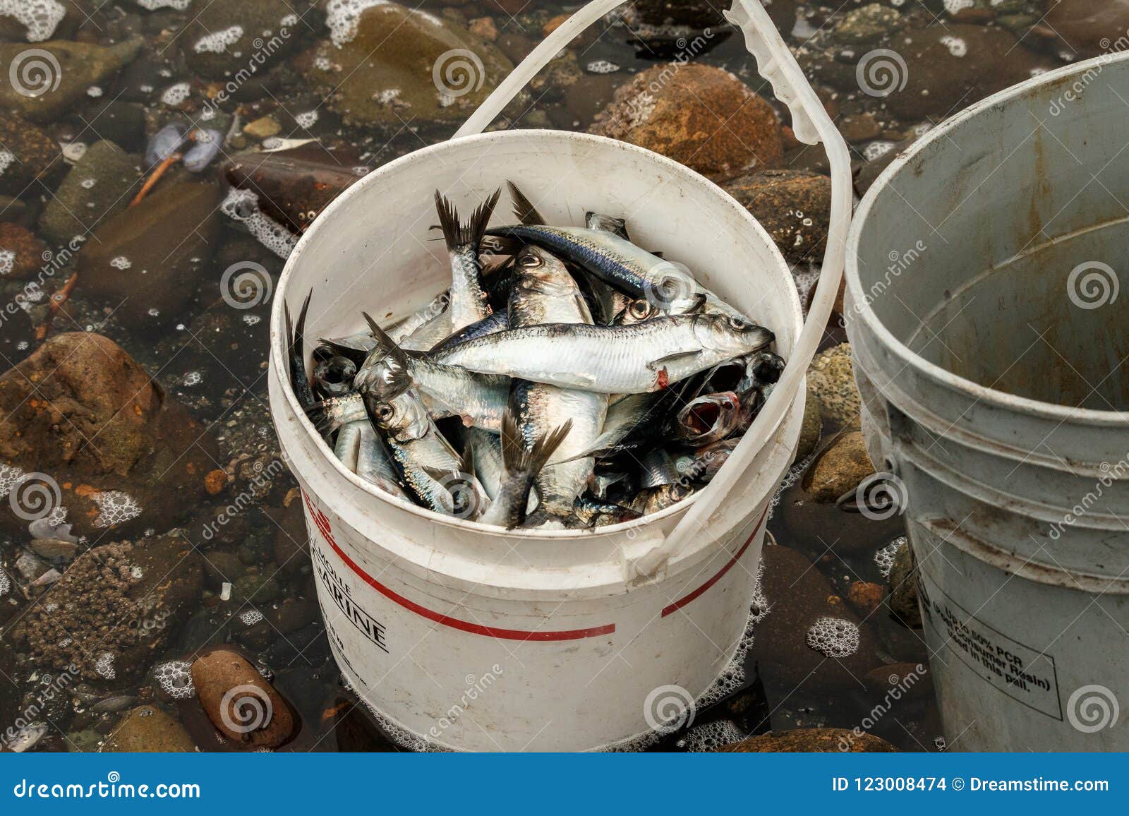 British Columbia Fish Net Stock Photos - Free & Royalty-Free Stock