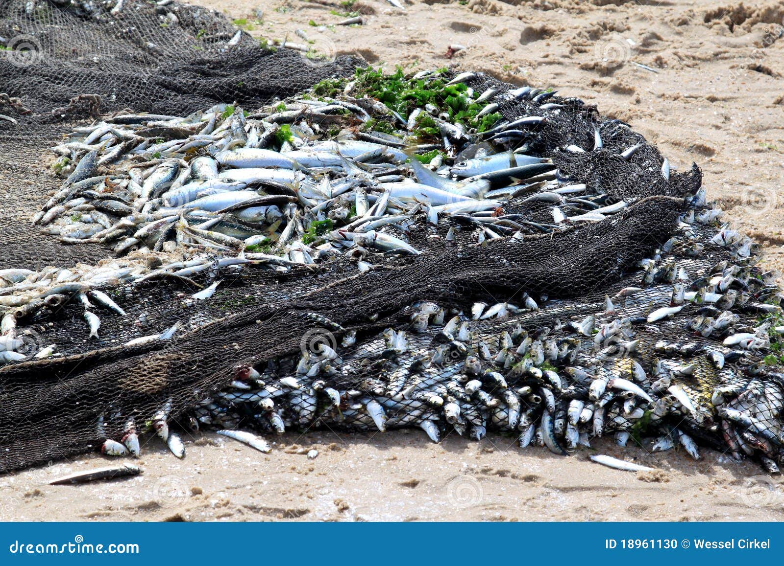 Net Filled With Fish At Portuguese Beach Stock Photo 