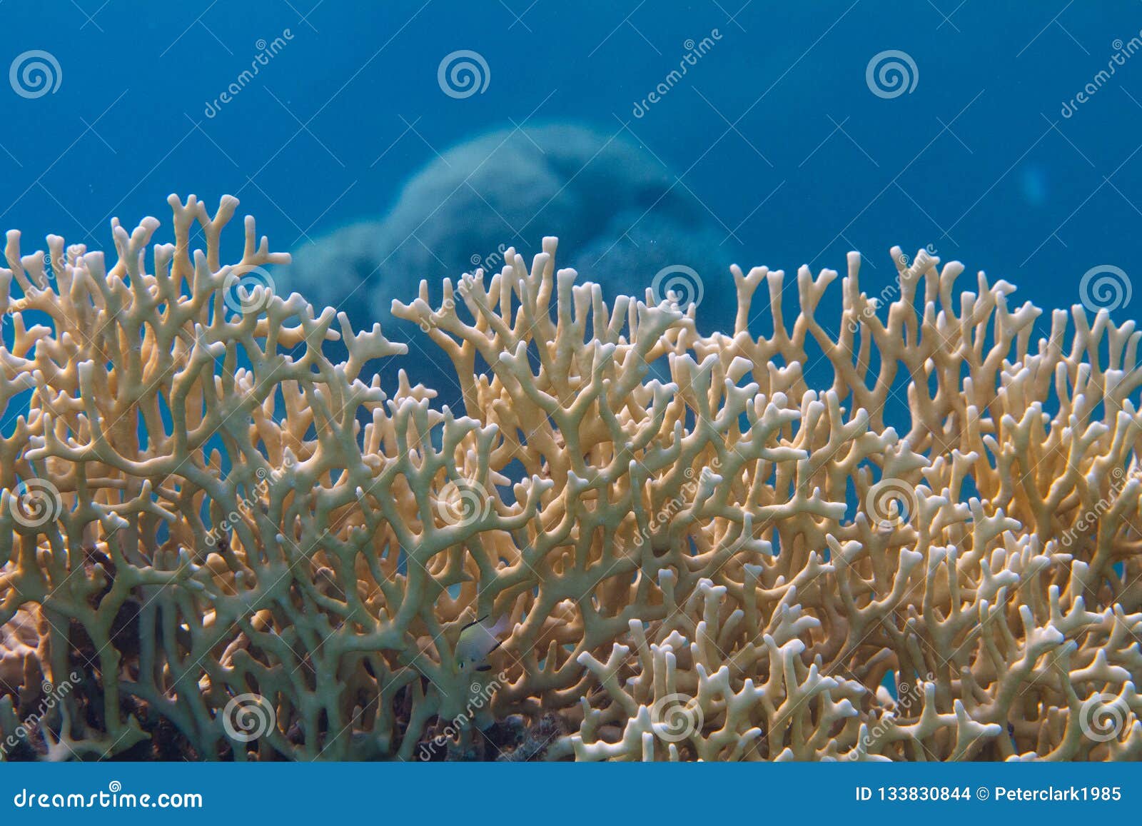 Net Fire Coral in Red Sea stock photo. Image of aquatic 133830844