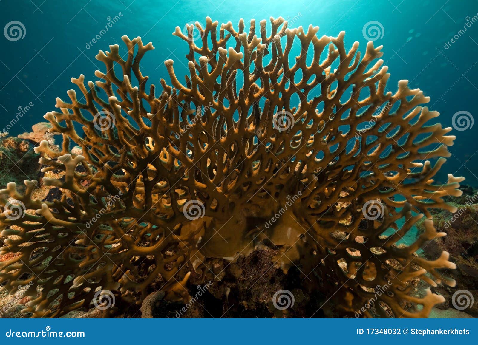Net Fire Coral in the Red Sea. Stock Photo - Image of reef, colony ...
