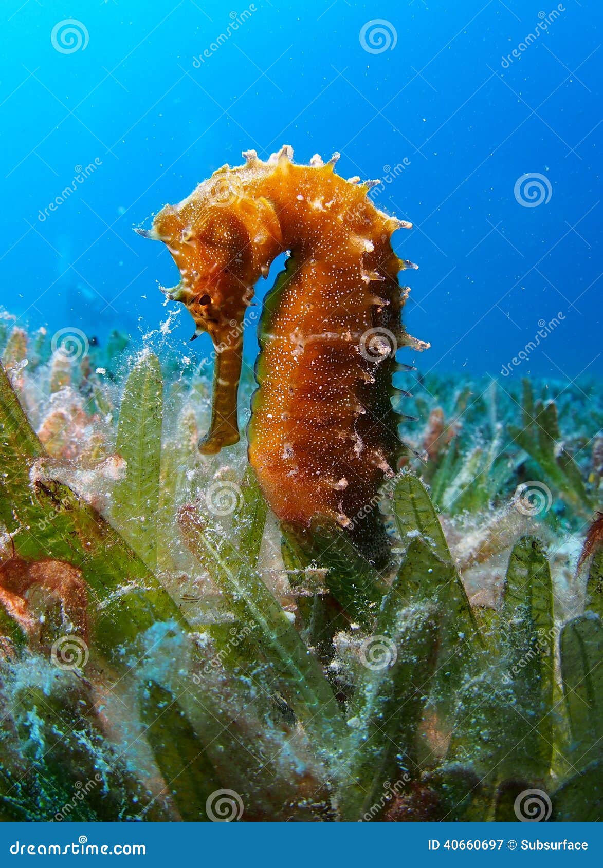 The Shark Who Rode a Seahorse by Scarlet Hyacinth The Shark Who Rode a Seahorse by Scarlet Hyacinth