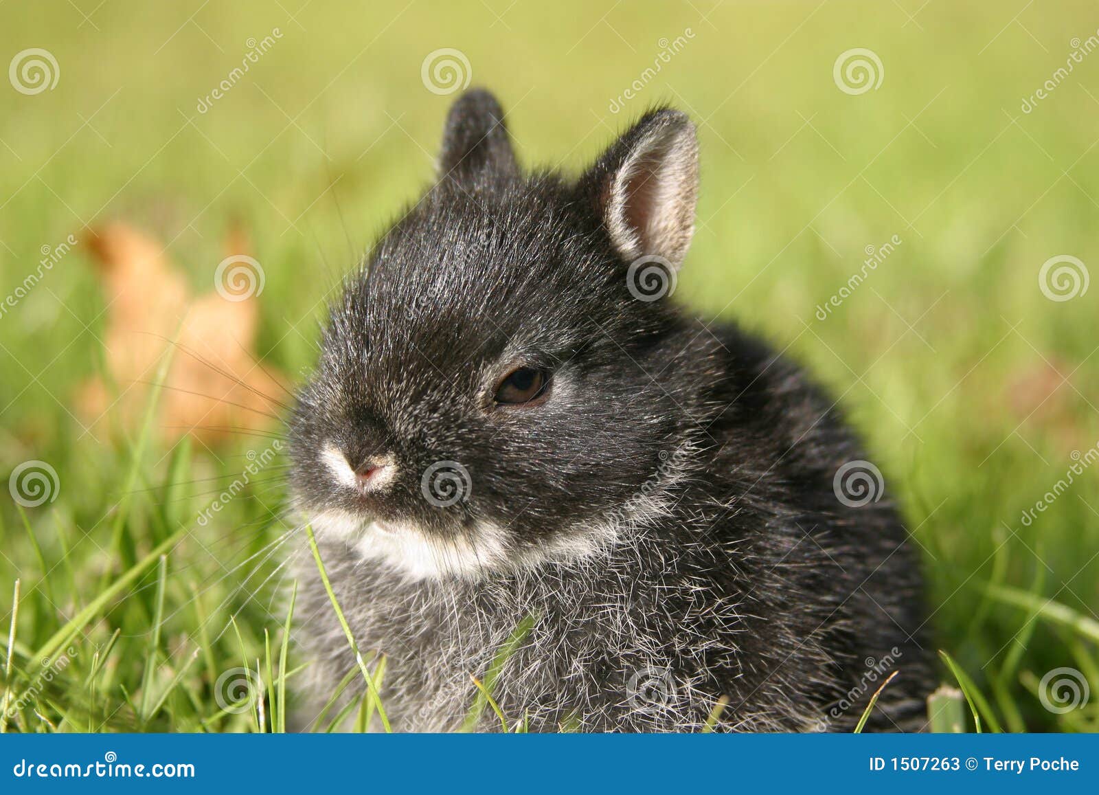 Netherland Dwarf Rabbit I Stock Image Image Of Black 1507263