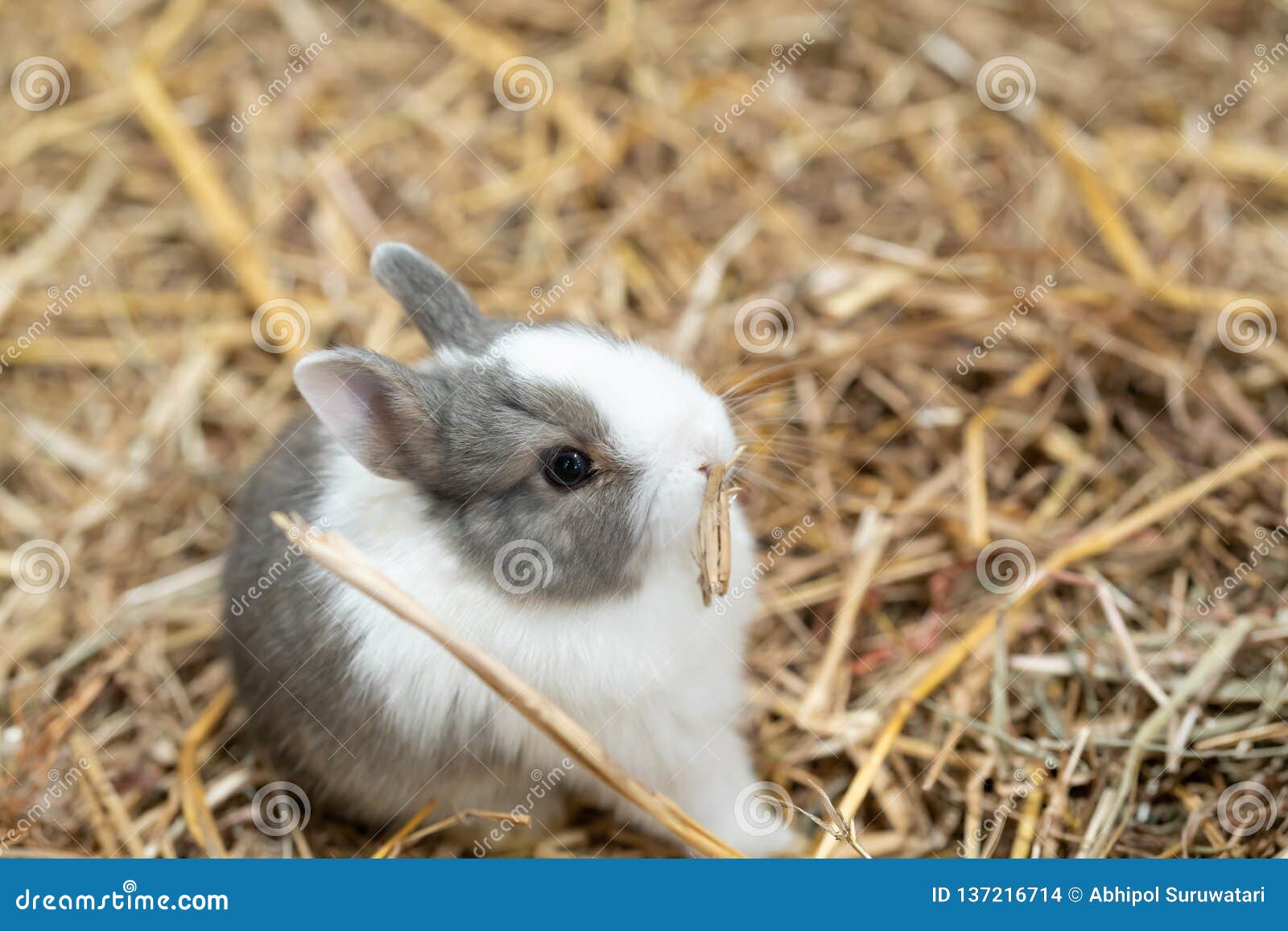 Netherland Dwarf Rabbit Is One Of The Smallest Rabbit Breeds Stock Photo Image Of Nature Farm 137216714