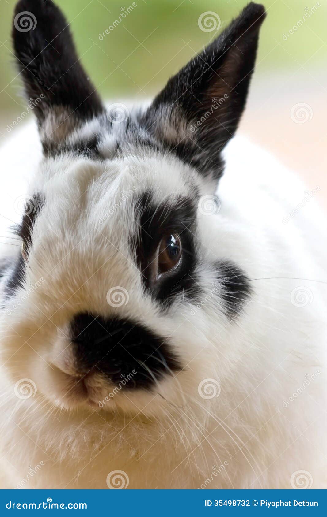 black and white dwarf rabbit