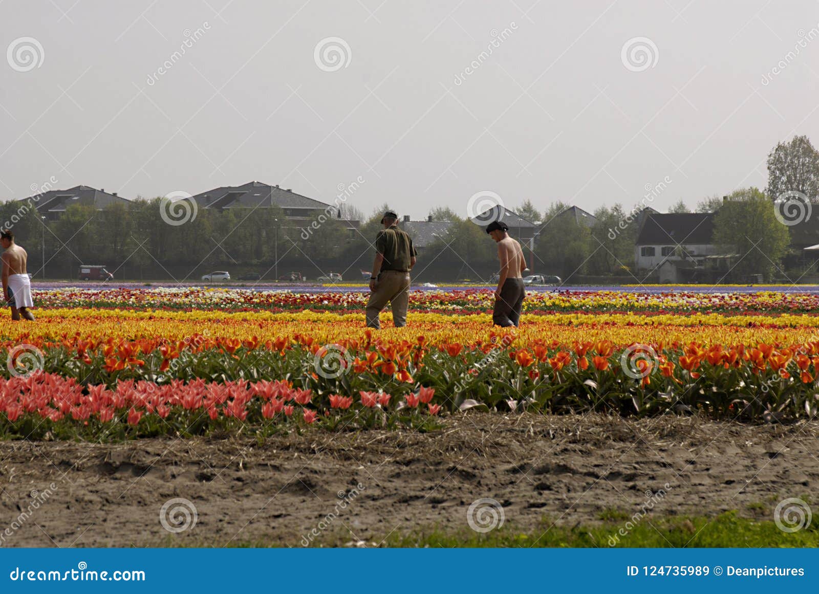 Jobs picking tulips in holland