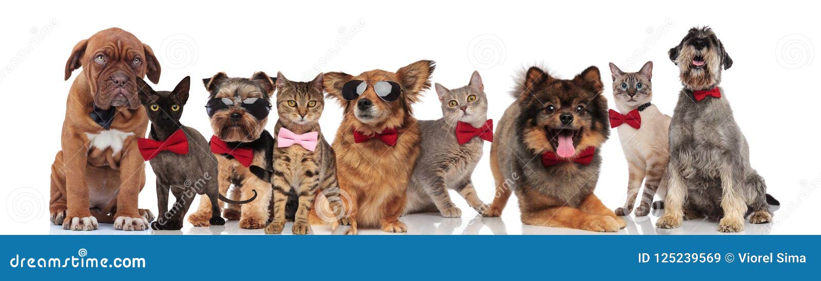 Nette Gruppe Elegante Katzen Und Hunde Mit Bowties Stockbild Bild von