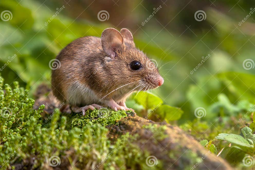 Nette Hölzerne Maus Im Natürlichen Lebensraum Stockfoto Bild von