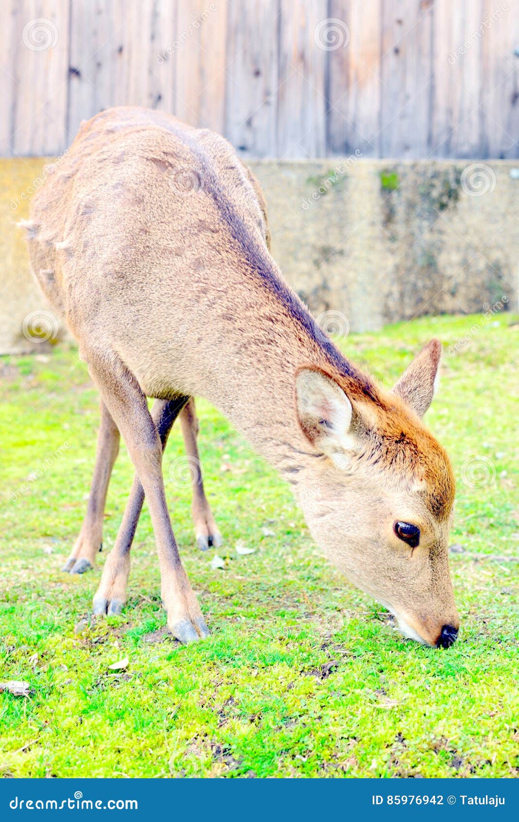 Niedliche Lolita fingert sich auf einer Wiese Niedliche Lolita fingert sich auf einer Wiese