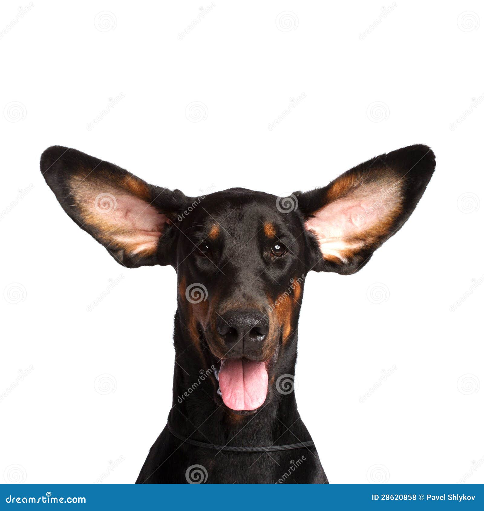 Nette Ohren Von Dobermann Hund Stockfoto Bild von schlagen, hund